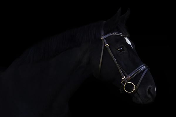 Лошадь, Милые Животные, Черный, HD, 2K, 4K