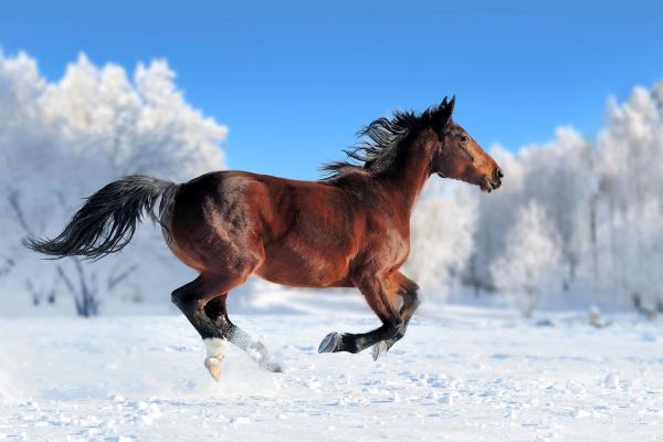 Лошадь, Милые Животные, Снег, Зима, HD, 2K, 4K
