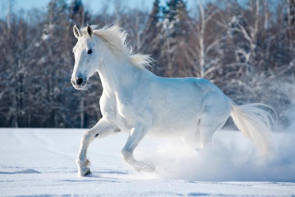 Лошадь, Милые Животные, Снег, Зима, HD, 2K, 4K, 5K