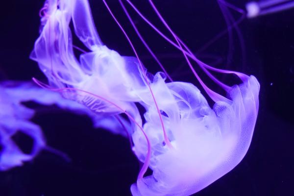 Медузы, Подводный, Фиолетовый, HD, 2K