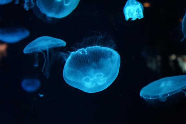 Медуза, Подводный, Глубокое Море, HD, 2K, 4K
