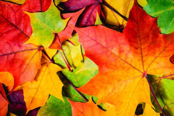 Листья, Разноцветные, Осень, HD, 2K, 4K