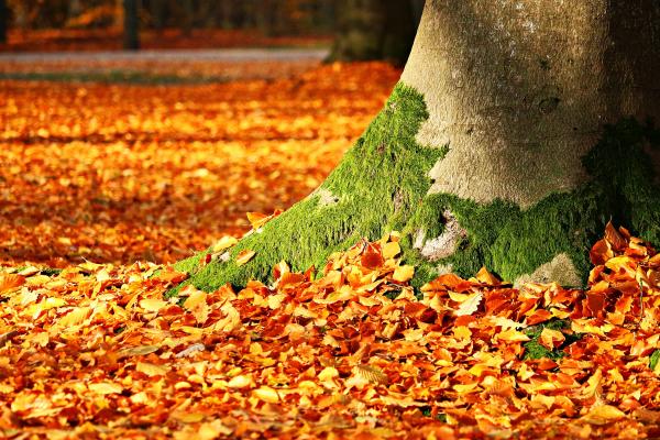 Листья, Дерево, Осень, HD, 2K, 4K, 5K