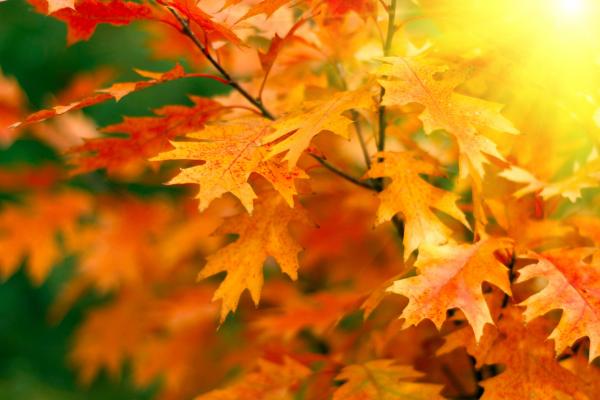 Листья, Деревья, Осень, HD, 2K, 4K, 5K