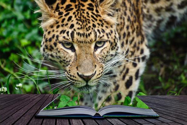 Leopard, Book, HD, 2K