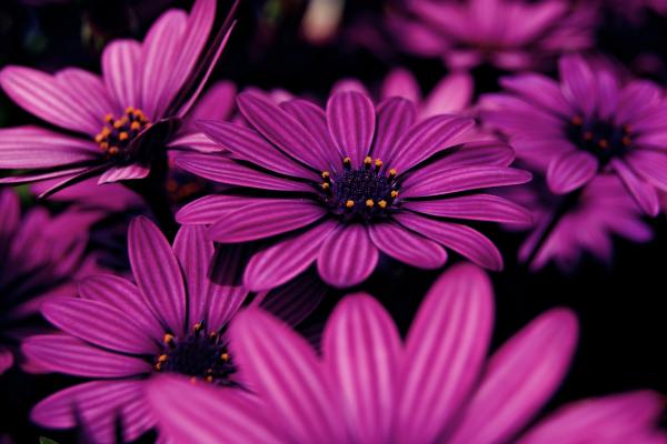 Сиреневые Цветы, Фиолетовый, HD, 2K, 4K