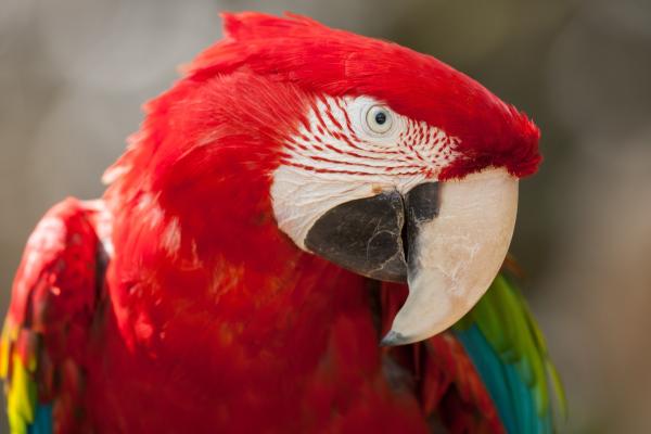 Попугай Ара, Тропическая Птица, Красный, HD, 2K, 4K