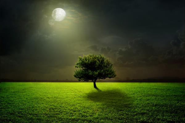 Лунный Свет, Полная Луна, Дерево, Пейзаж, HD, 2K, 4K