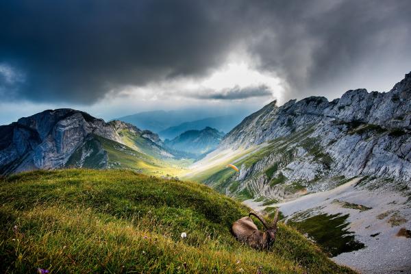 Mount Pilatus, Швейцария, Горы, Луга, Коза, Облака, HD, 2K, 4K