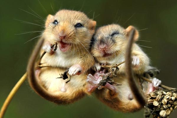 Мышь, Милые Животные, HD, 2K