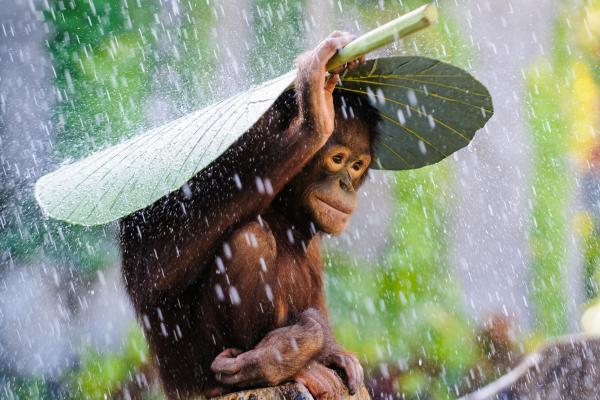 Орангутанг, Бали, Дождь, Обезьяна, Sony World Photography Awards 2015, HD, 2K, 4K