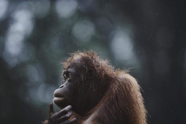 Орангутанг, Борнео, Малайзия, Дикая Природа, Фотоконкурс National Geographic Traveler, HD, 2K, 4K, 5K