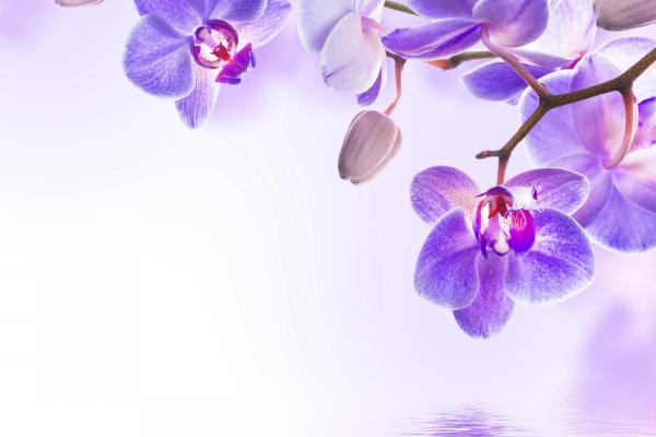 Орхидея, Цветок, HD, 2K, 4K