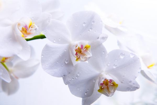 Орхидея, Цветы, Макро, Белые, HD, 2K, 4K