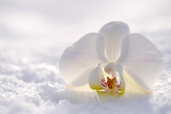 Орхидея, Цветок, Снег, Зима, White, HD, 2K, 4K