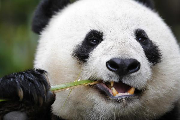 Панда, Зоопарк Гигантских Панд, Милые Животные, HD, 2K, 4K