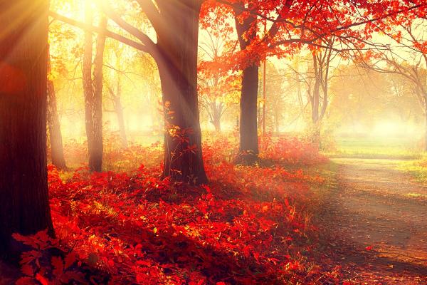 Парк, Осень, Красиво, Листья, Деревья, HD, 2K, 4K