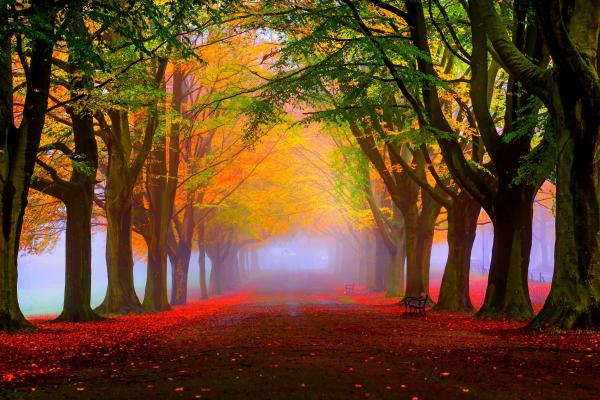 Парк, Осень, Красиво, Листья, Деревья, HD, 2K, 4K, 5K