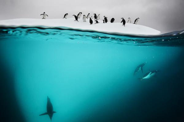Пингвин, Новая Зеландия, Под Водой, HD, 2K, 4K, 5K
