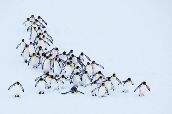 Пингвины, Snow, Winter, HD, 2K, 4K