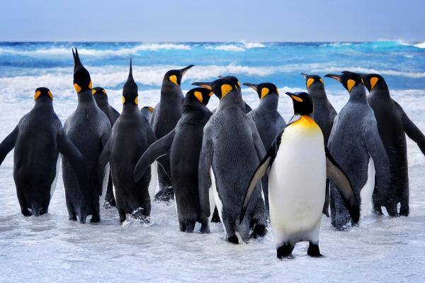 Пингвины, Ocean, HD, 2K, 4K, 5K, 8K
