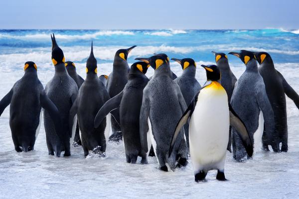 Пингвин, Снег, Океан, Милые Животные, Прикол, HD, 2K, 4K, 5K, 8K