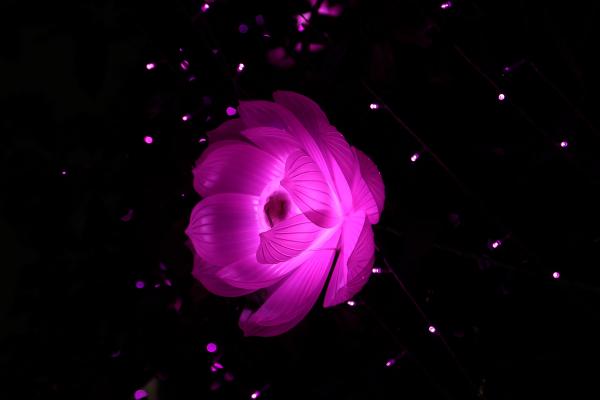 Розовый Лотос, Светлый Цветок, Темный, HD, 2K, 4K, 5K
