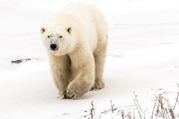 Белый Медведь, Белый Медведь, Снег, Морской Лед, HD, 2K