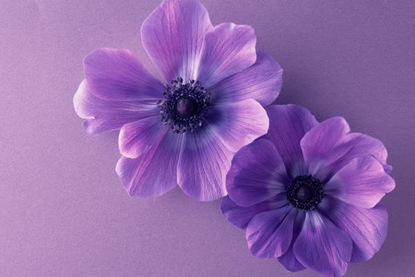 Фиолетовые Цветы, HD, 2K