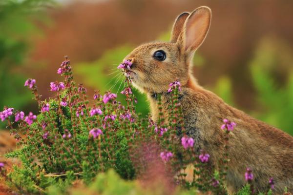 Кролик, Cute Animals, Flowers, HD, 2K, 4K