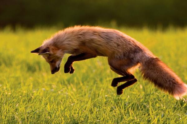 Red Fox, Зеленая Трава, Прыжки, Солнечный День, Дикая Природа, HD, 2K, 4K