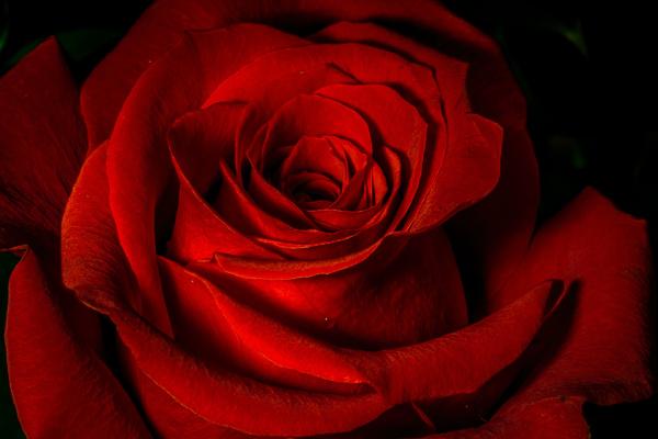 Красная Роза, HD, 2K