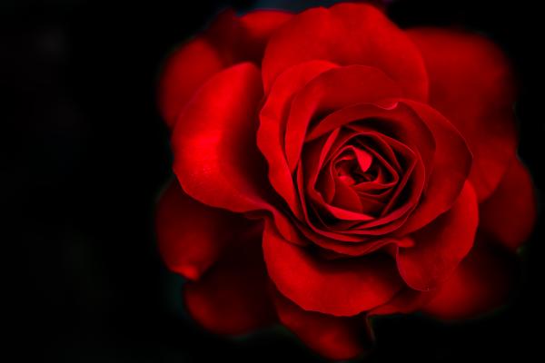 Красная Роза, Темный Фон, 5К, HD, 2K, 4K, 5K