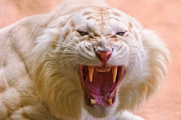 Рев Белый Тигр, Белый Тигр, Дикий, Клыки, HD, 2K, 4K