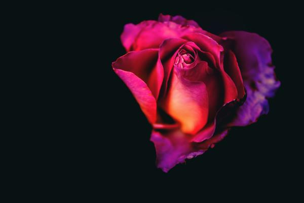 Цветок Розы, Темный Фон, 5К, HD, 2K, 4K