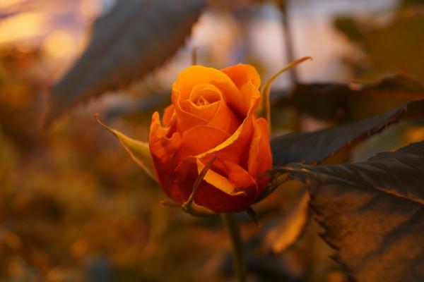 Роза, Цветы, Желтые, HD, 2K, 4K