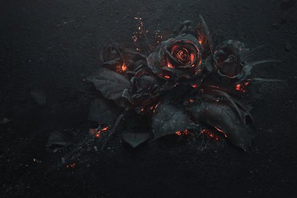 Роза, Темная, HD, 2K, 4K