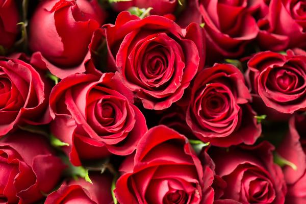 Роза, Flower, Red, HD, 2K, 4K