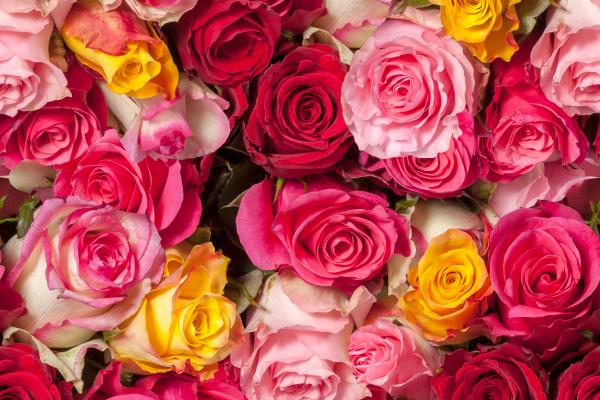 Розы, Разноцветные, Красные Розы, Розовые Розы, HD, 2K, 4K, 5K