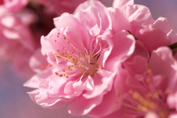 Сакура, Розовый, Весна, Цветок, HD, 2K, 4K