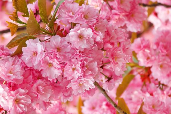 Сакура, Вишня, Розовый, Весна, Цветы, HD, 2K, 4K