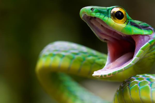 Атласный Попугай Змея, Змея, Зеленый, Опасность, Глаза, HD, 2K, 4K