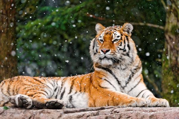 Сибирский Тигр, Елена, Тигрица, Снегопад, HD, 2K, 4K