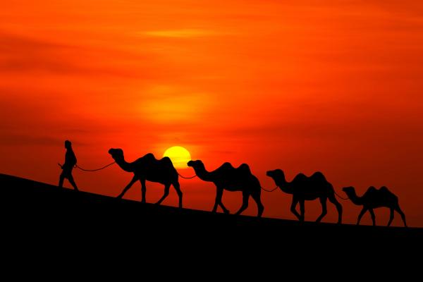 Закат, Пустыни, Верблюды, HD, 2K
