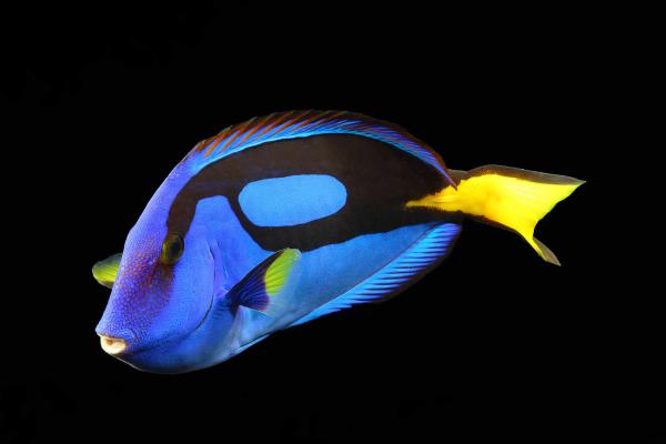 Surgeonfish, Вода, Аквариум, Рифовые Животные, Синий, Желтый, Рыба, Черный Фон, HD, 2K, 4K, 5K