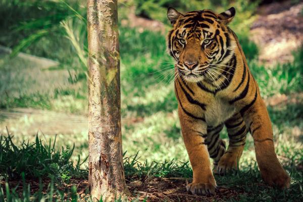 Тигр, Саванна, Милые Животные, HD, 2K