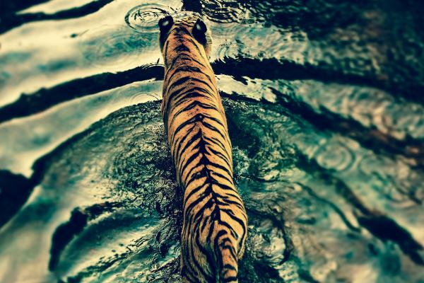 Тигр, Вода, Милые Животные, HD, 2K, 4K