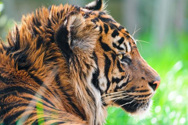 Тигр, Зеленая Трава, Близко, Природа, Дикий, Животное, HD, 2K, 4K