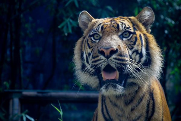 Тигр, Суматранский, Удивительные Глаза, Мех, Взгляд, HD, 2K, 4K