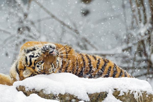 Тигр, Милые Животные, Снег, Зима, HD, 2K, 4K